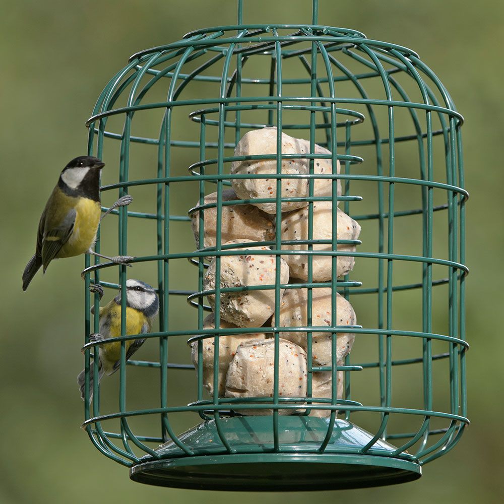 RSPB Suet Feeder & Guardian RSPB Shop