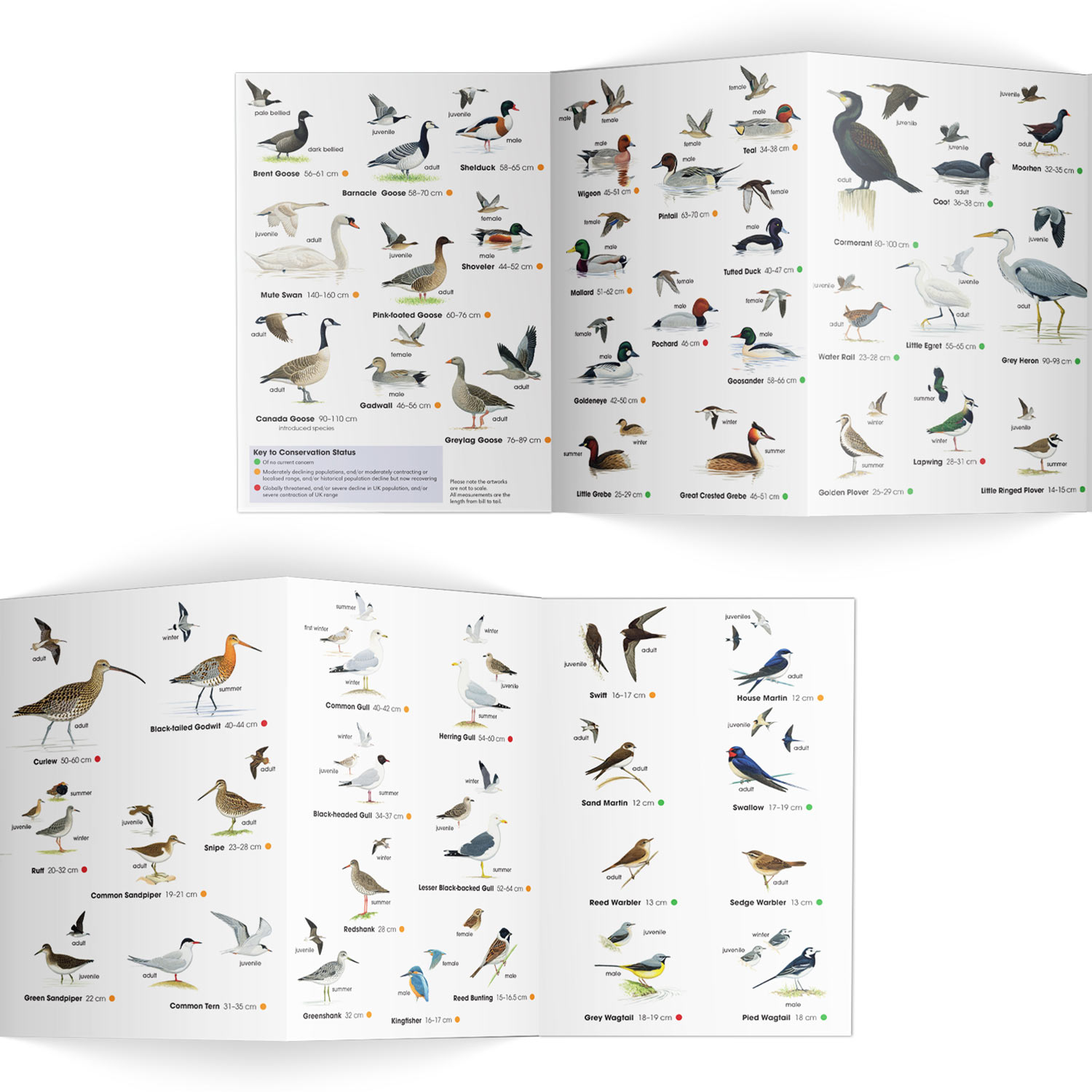 Wetland birds identifier chart - RSPB ID Spotlight series - RSPB Shop
