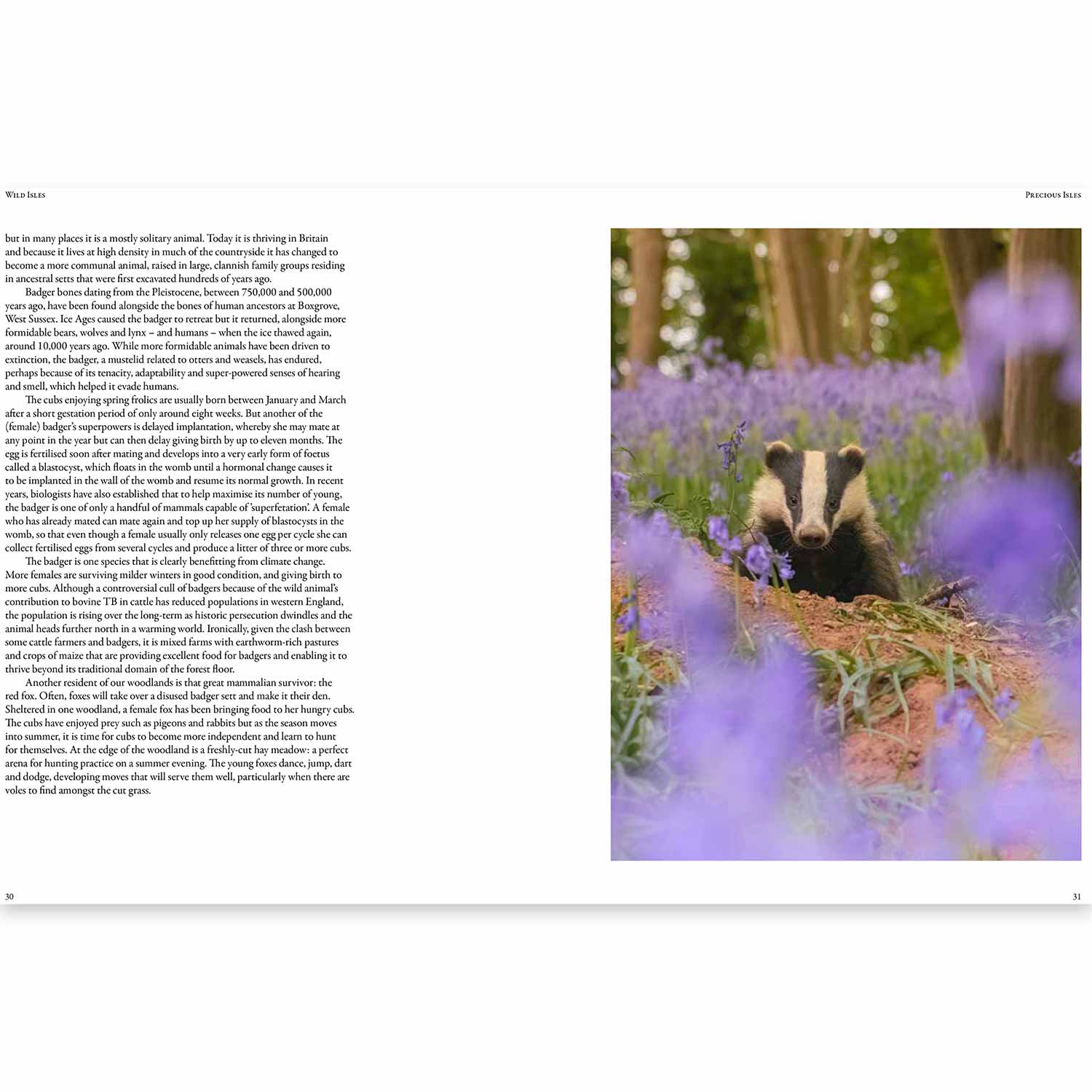 Wild Isles Book Patrick Barkham, Alastair Fothergill RSPB Shop