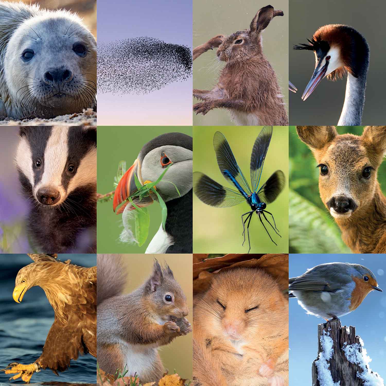 British Wildlife Calendar 2024 (Square) | RSPB Shop