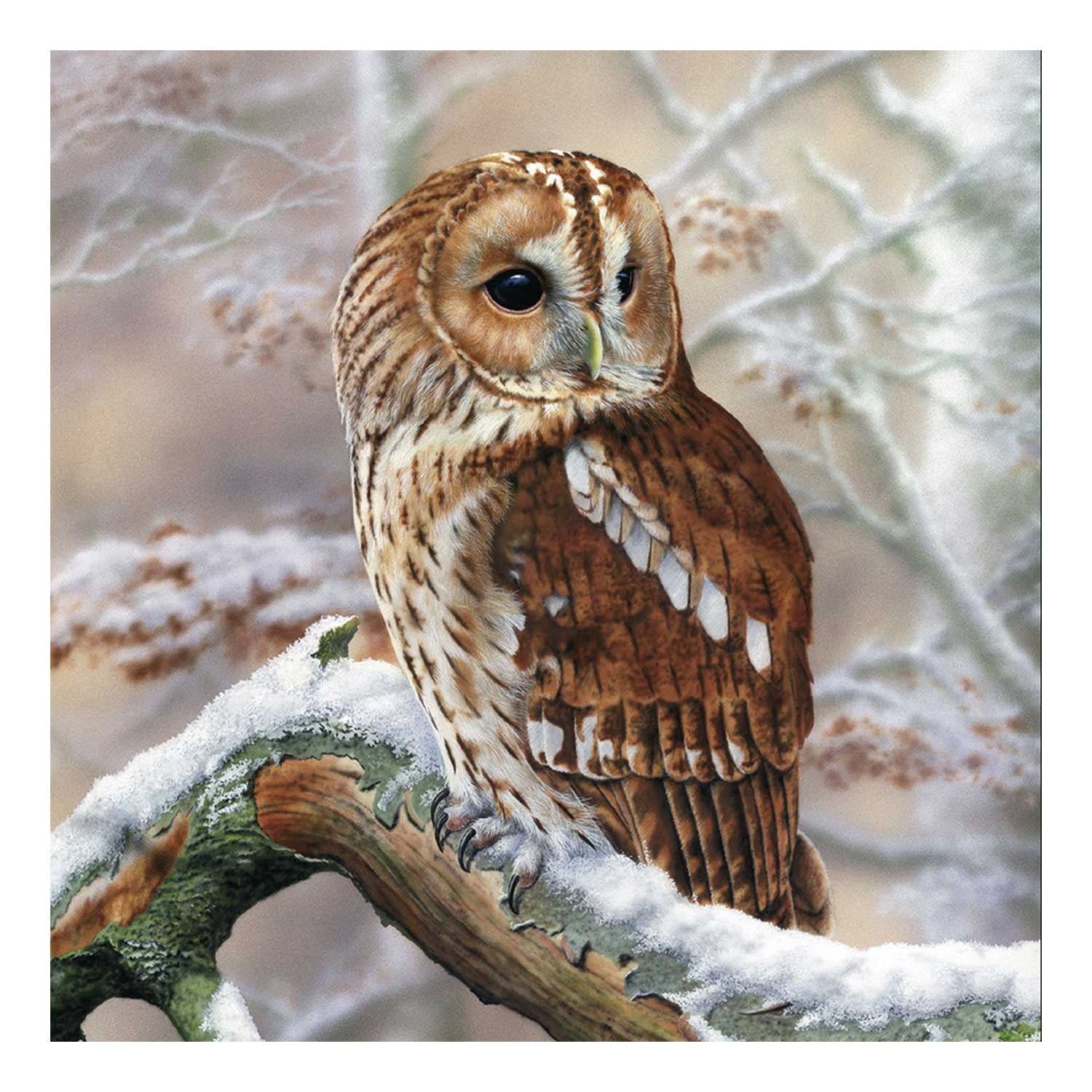 Full of wisdom RSPB charity Christmas cards - 10 pack product photo
