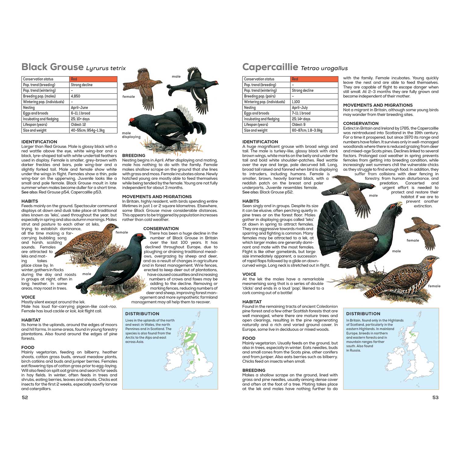 RSPB Handbook of British Birds, 5th edition - RSPB Shop