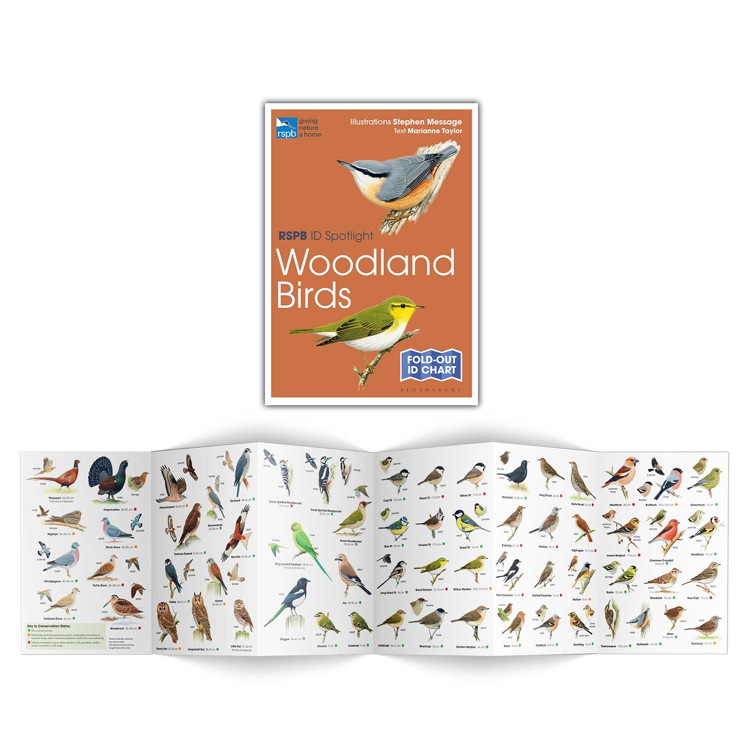 RSPB ID Spotlight - Woodland Birds - RSPB Shop