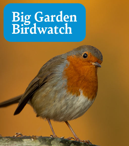 Big Garden Birdwatch