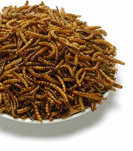 Dried mealworms for birds