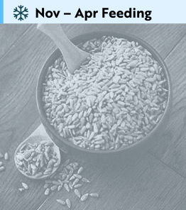 Bird seed for wild birds