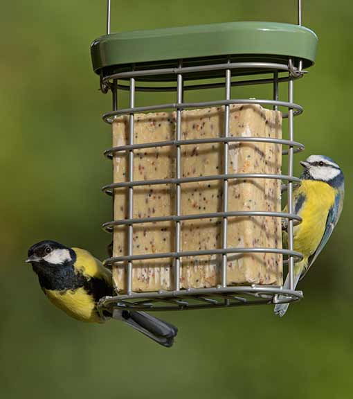 Suet blocks, cakes and bars