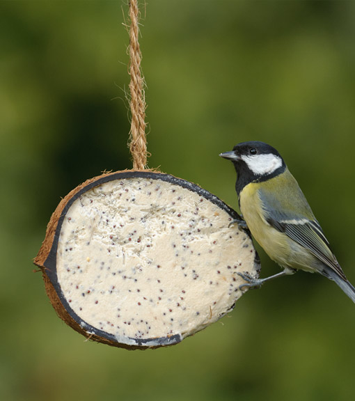 Coconut bird feeders