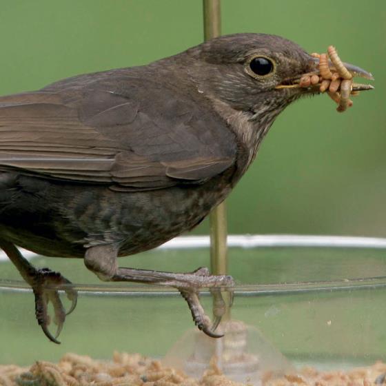 Dried mealworms 200g product photo front L