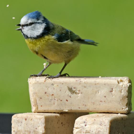 Super suet bars x6 product photo back L