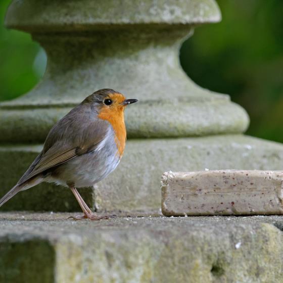 Super suet bars x18 product photo side L