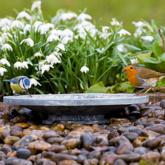 Aristotle Oasis bird bath & drinker product photo ai5 L