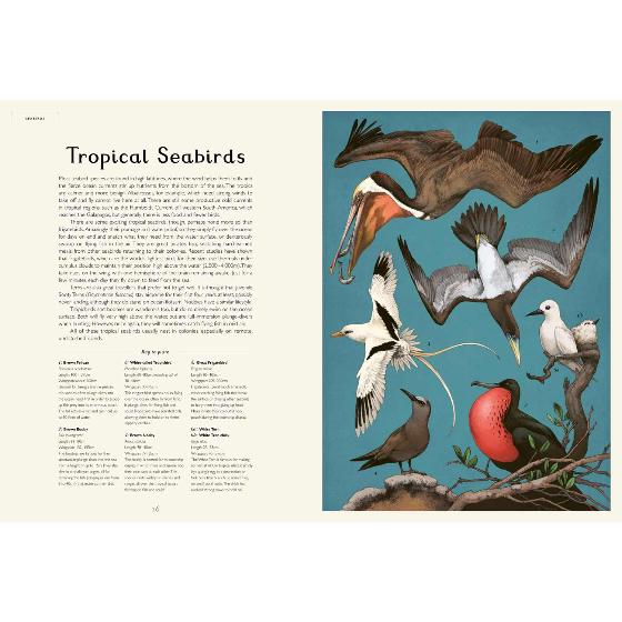 Aviarium by Dominic Couzens product photo back L