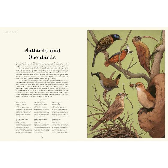 Aviarium by Dominic Couzens product photo ai4 L