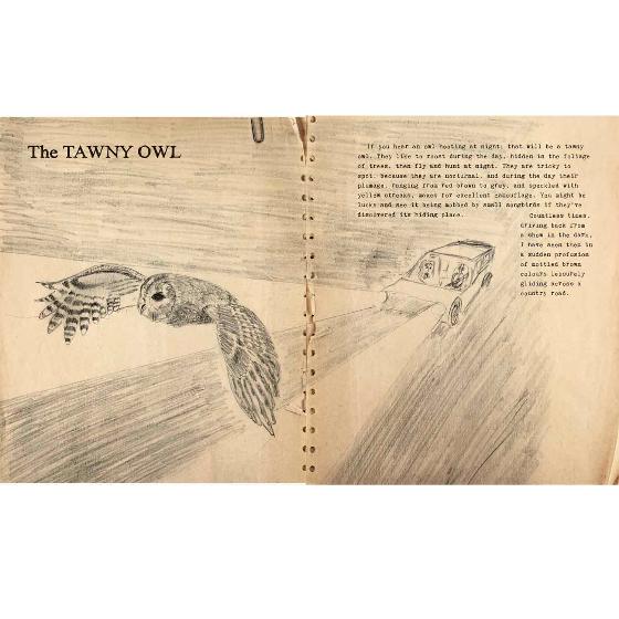 Bill Bailey's remarkable guide to British birds - pocket version product photo back L