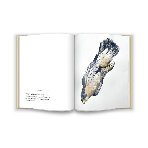 Birds by Jim Moir product photo side L