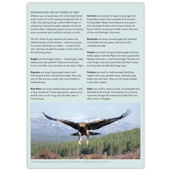 Birds of prey identifier chart - RSPB ID Spotlight series product photo back L