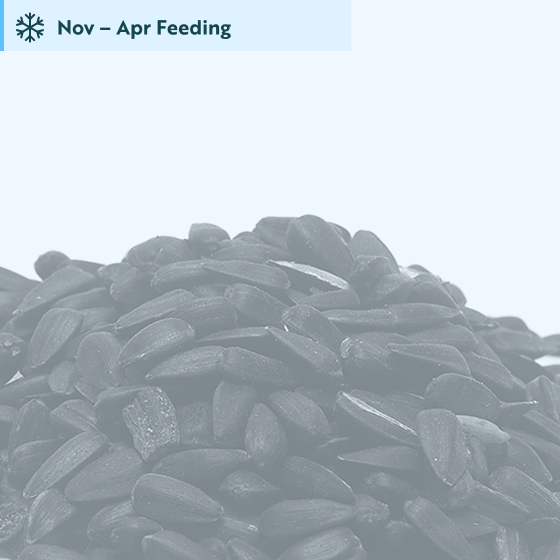 Black sunflower seeds 5.5kg product photo default L