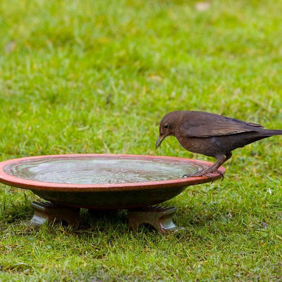 Echoes ceramic bird bath product photo front L