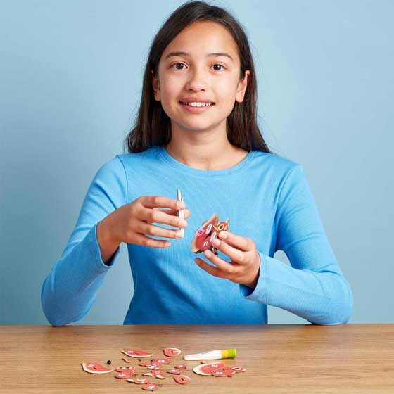 Red squirrel 3D model kit by Eugy product photo back L