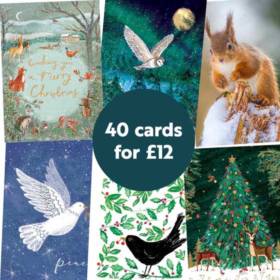 RSPB Fab 40 large box of Christmas cards product photo back L
