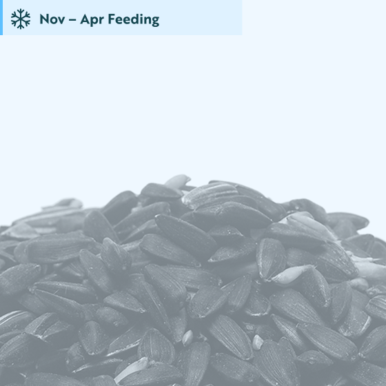 Feeder mix bird food 5.5kg product photo default L