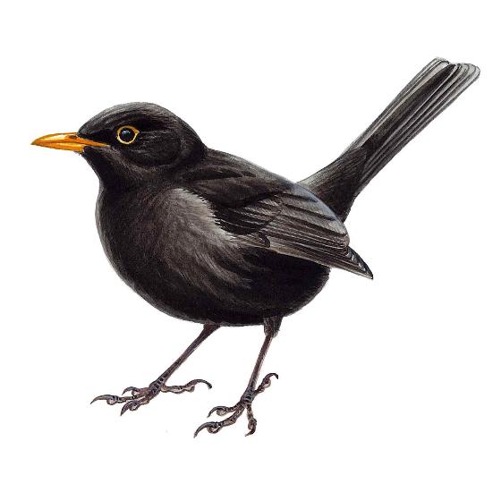 Garden birds window stickers product photo front L