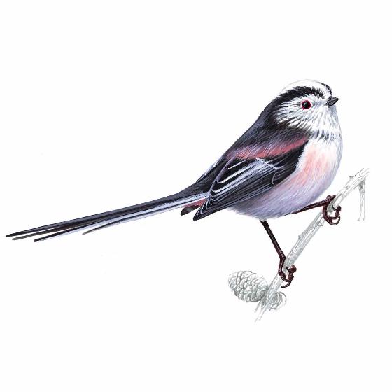 Garden birds window stickers product photo ai4 L