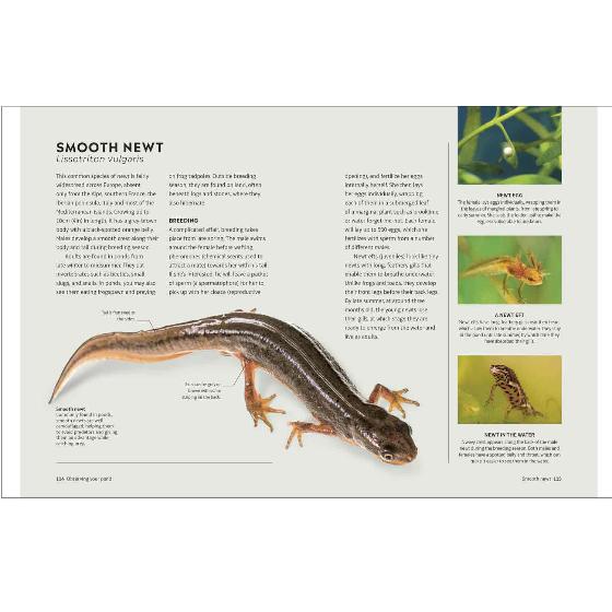 RHS How to create a wildlife pond product photo ai4 L