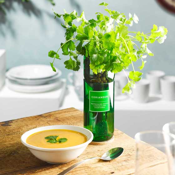 Coriander Hydro-herb kit product photo front L