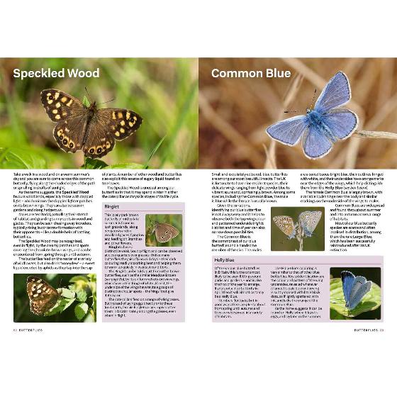 RSPB Everyday guide to British wildlife product photo back L