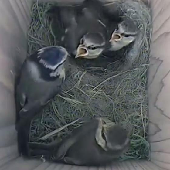 RSPB Nest box camera system product photo front L