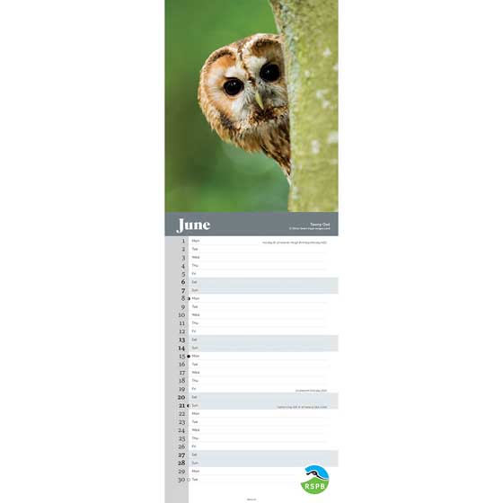 RSPB Owls calendar 2026 product photo side L