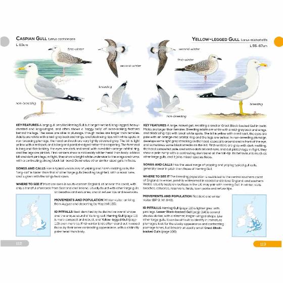 RSPB Pocket guide to British birds product photo front L