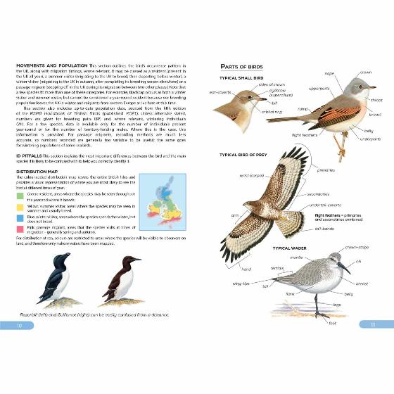 RSPB Pocket guide to British birds product photo back L