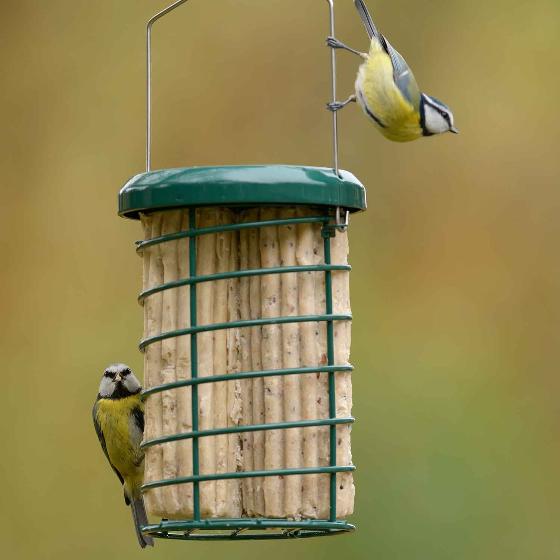 RSPB Super suet logs, mealworm x8 product photo default L