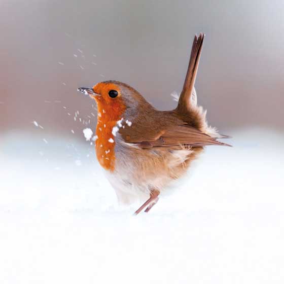 Ruffled Robin Christmas cards, pack of 10 product photo default L