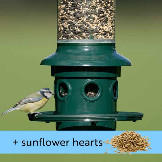 Squirrel Buster Plus and Sunflower hearts product photo default L