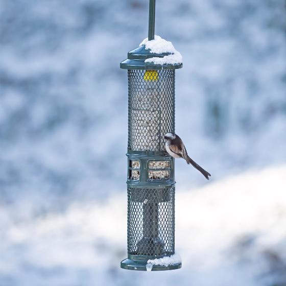 Squirrel Buster, suet pellet and peanut feeder product photo ai5 L