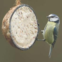 Super suet coconut halves - mealworm, box of 10 product photo