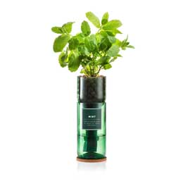 Mint Hydro-herb kit product photo