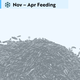 Nyjer seed 5.5kg product photo