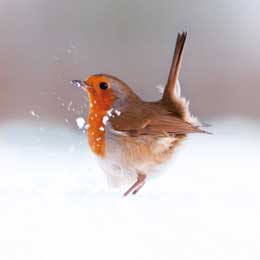 Ruffled Robin Christmas cards, pack of 10 product photo