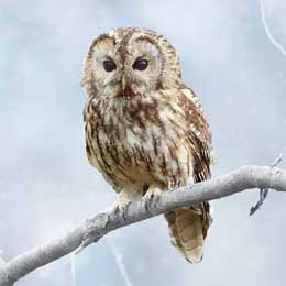 Wise Owl Christmas cards, pack of 10 product photo