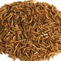 Dried mealworms product photo side T