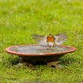 Echoes ceramic bird bath product photo back T
