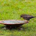 Echoes ceramic bird bath product photo front T