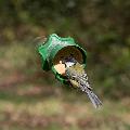 Flutter Butter® wall & window feeder product photo side T