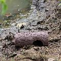 Frog log eco frog and toad shelter product photo side T