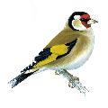 Garden birds window stickers product photo back T
